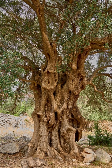 Old, gnarled olive tree in the olive grove of Lun, Vrtovi Lunjskih Maslina, wild olive (Olea