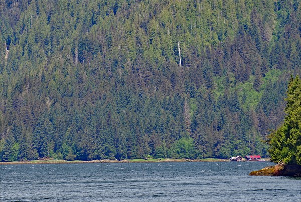 Elongated fjord with wooded shores and slopes, two small houses on the shore, Khutzeymateen Grizzly