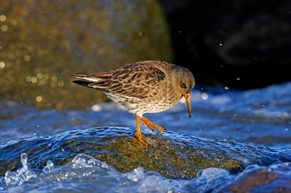 Purple sandpiper (Calidris maritima) in non-breeding plumage foraging on rocky shore along the