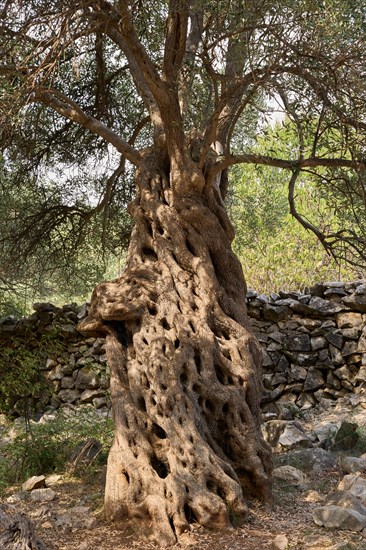 Old, gnarled olive tree in front of a limestone wall, in the olive grove of Lun, Vrtovi Lunjskih