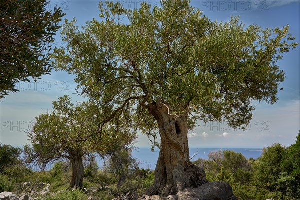 Old, gnarled olive tree in the olive grove of Lun, Vrtovi Lunjskih Maslina, wild olive (Olea