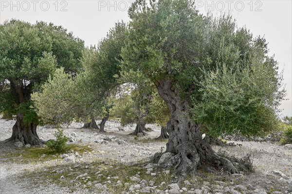 Old, gnarled olive trees in the olive grove of Lun, Vrtovi Lunjskih Maslina, Wild olive (Olea