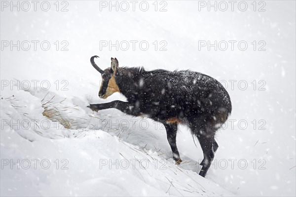 Alpine chamois (Rupicapra rupicapra) solitary male foraging on mountain slope during snow shower in