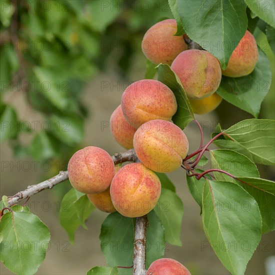 Apricot (Prunus armeniaca 'Bergeron'), Bundessorteamt, Marquardt testing centre, Marquardt,