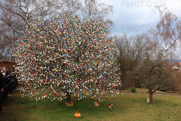 Many colourful Easter eggs on a tree, Easter custom, The Saalfeld Easter egg tree, an apple tree of