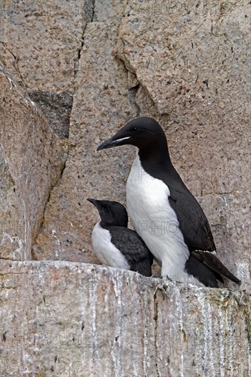 Thick-billed murre, Bruennich's guillemot (Uria lomvia) parent with chick on rock ledge in cliff,