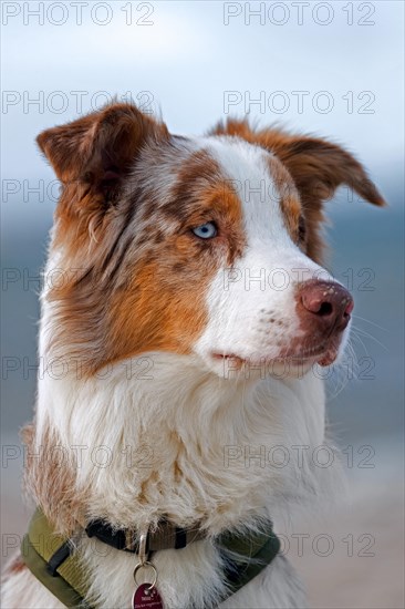Australian Shepherd, Aussie, breed of herding dog from the United States, close-up portrait