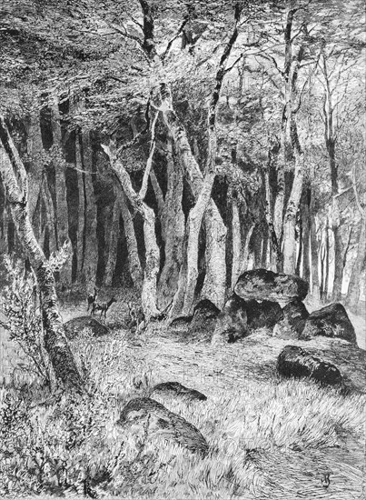 Hunebed on Ruegen, Baltic Sea island, erratic blocks, forest, deer, Mecklenburg-Western Pomerania,