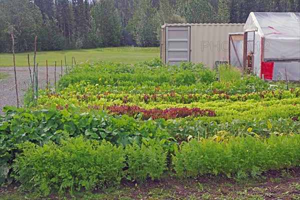 Lettuce and other vegetables in front of a greenhouse, Yukon Discvery Lodge, Alaska Highway, Yukon,