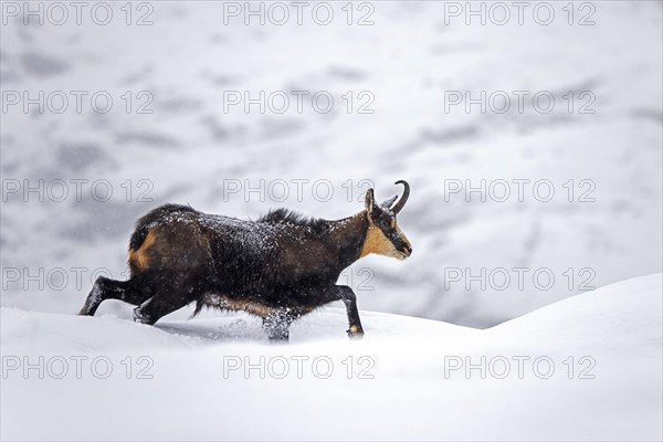 Alpine chamois (Rupicapra rupicapra) solitary male foraging on mountain slope during snow shower in