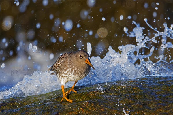 Purple sandpiper (Calidris maritima) in non-breeding plumage running away from wave crashing on