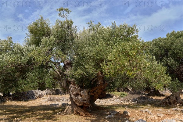 Old, gnarled olive tree in the olive grove of Lun, Vrtovi Lunjskih Maslina, wild olive (Olea