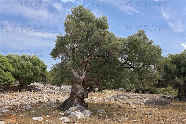 Old, gnarled olive tree in the olive grove of Lun, Vrtovi Lunjskih Maslina, wild olive (Olea