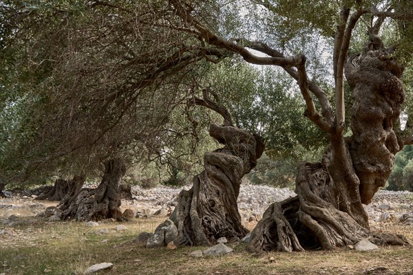 Old, gnarled olive trees in the olive grove of Lun, Vrtovi Lunjskih Maslina, Wild olive (Olea