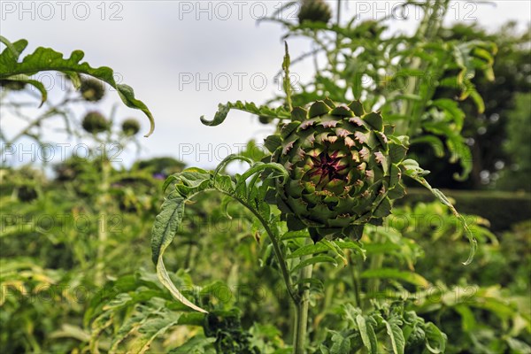 Artichoke (Cynara cardunculus), vegetable plant, vegetable garden in Down House Garden, Downe,