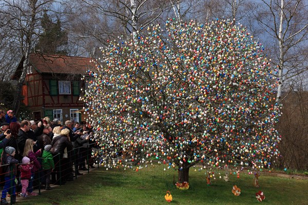 Many colourful Easter eggs on a tree, Easter custom, The Saalfeld Easter egg tree, an apple tree of