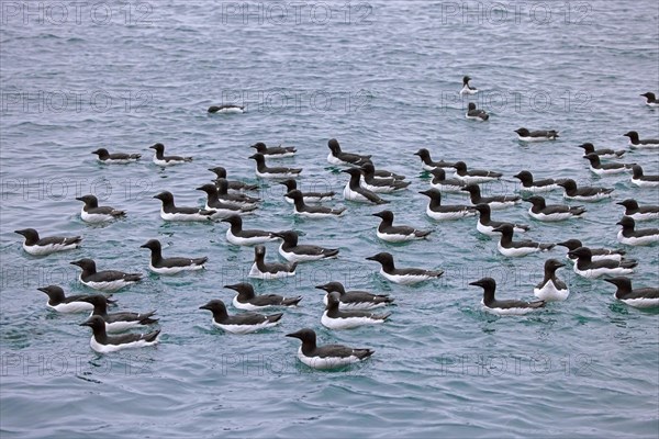 Flock of thick-billed murres, Bruennich's guillemots (Uria lomvia) swimming in the Arctic sea in