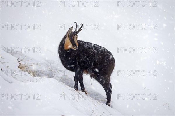 Alpine chamois (Rupicapra rupicapra) solitary male foraging on mountain slope during snow shower in