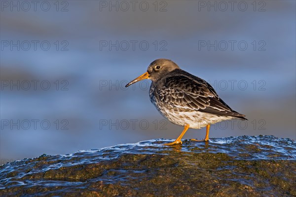 Purple sandpiper (Calidris maritima) in non-breeding plumage on rocky shore along the Baltic Sea