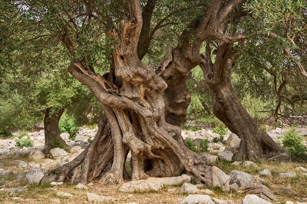 Old, gnarled olive tree in the olive grove of Lun, Vrtovi Lunjskih Maslina, wild olive (Olea