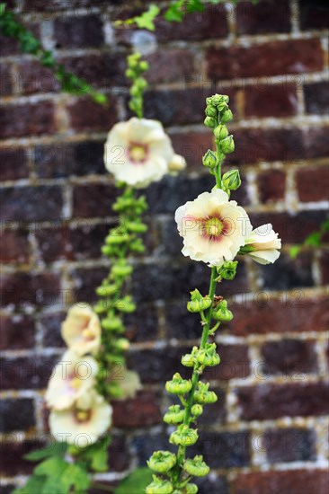 Yellow flowering hollyhocks (Alcea rosea) on a house facade, Down House Garden, Downe, Kent,