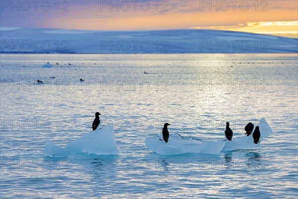 Thick-billed murres, Bruennich's guillemots (Uria lomvia) resting on drift ice at sunset in the