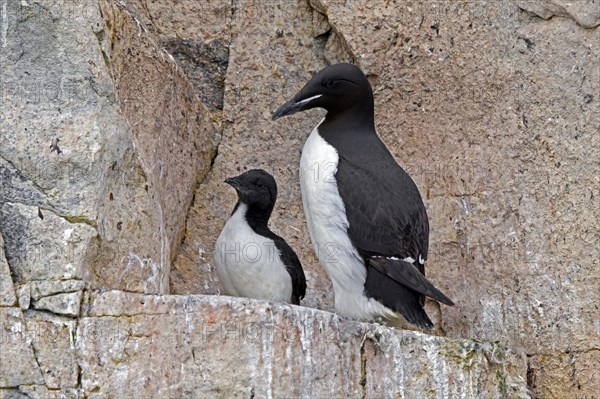 Thick-billed murre, Bruennich's guillemot (Uria lomvia) parent with chick on rock ledge in cliff,