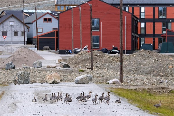 Pink-footed geese (Anser brachyrhynchus), flock with adults and juveniles walking through the town