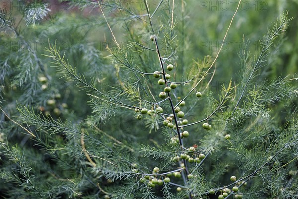 Asparagus (Asparagus) with seeds, branch with green berries on the bush, detail in the vegetable