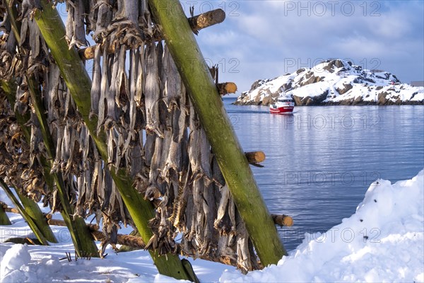 Lofoten, Norway. Solvaer, Nordland province. Stockfish, air-drying on open-air racks, Svolvaer,