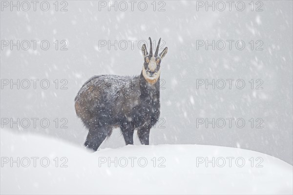 Alpine chamois (Rupicapra rupicapra) solitary male foraging on mountain slope during snow shower in