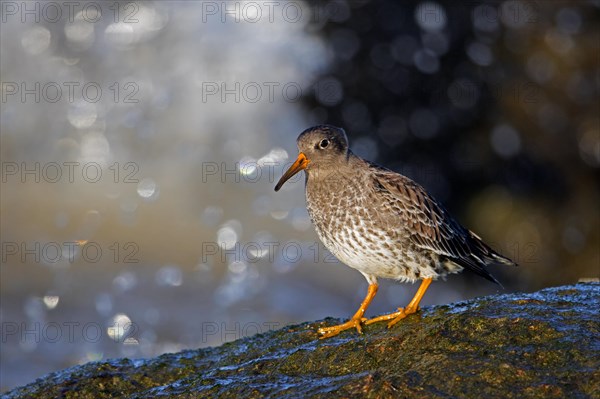 Purple sandpiper (Calidris maritima) in non-breeding plumage foraging on rocky shore along the