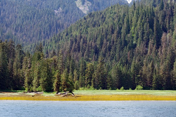 Elongated fjord with wooded shores and meadows, Khutzeymateen Grizzly Bear, Wilderness, British