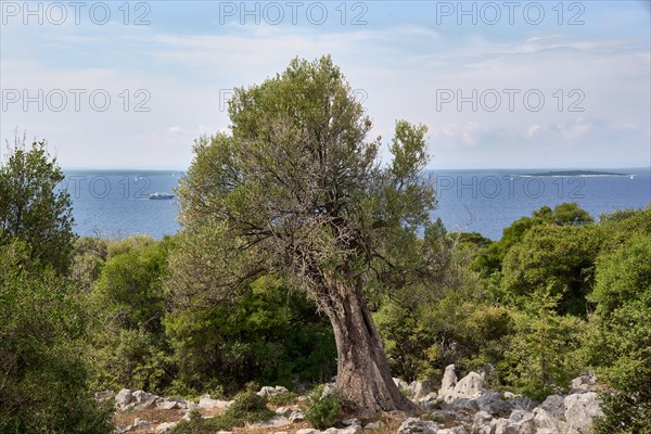 Old, gnarled olive tree in the olive grove of Lun, Vrtovi Lunjskih Maslina, wild olive (Olea
