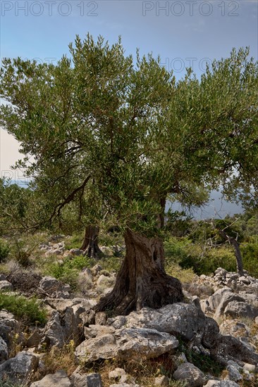 Old, gnarled olive tree in the olive grove of Lun, Vrtovi Lunjskih Maslina, wild olive (Olea