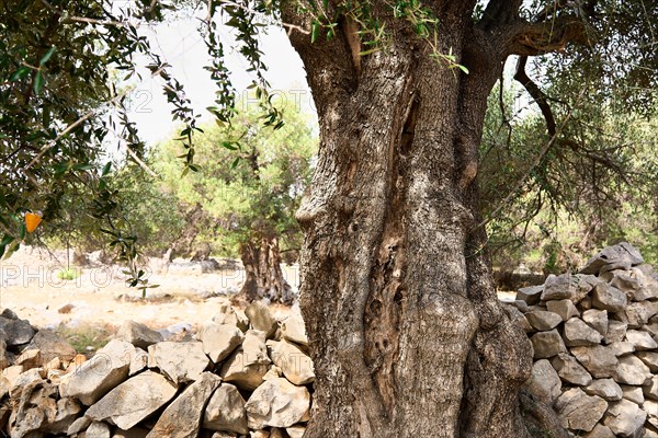 Old, gnarled olive tree in the olive grove of Lun, Vrtovi Lunjskih Maslina, wild olive (Olea