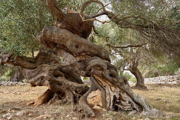Old, gnarled olive trees in the olive grove of Lun, Vrtovi Lunjskih Maslina, Wild olive (Olea