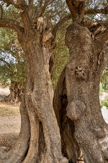 Old, gnarled olive tree in the olive grove of Lun, Vrtovi Lunjskih Maslina, wild olive (Olea