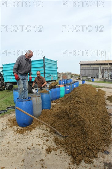 Hunter filling apple pomace into barrels as food for european roe deers (Capreolus capreolus) in