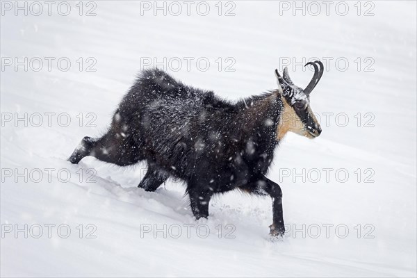 Alpine chamois (Rupicapra rupicapra) solitary male foraging on mountain slope during snow shower in