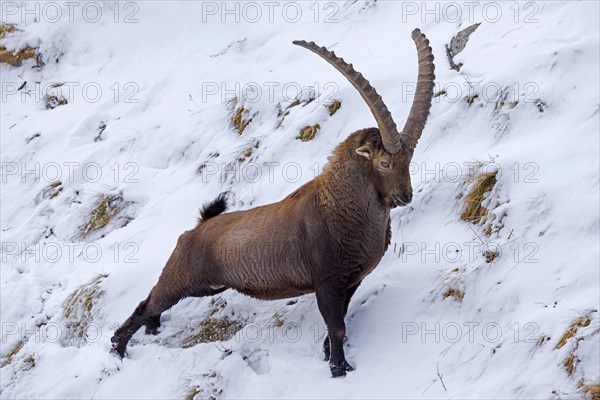 Alpine ibex (Capra ibex) male with large horns stretching hind limbs on mountain slope covered in