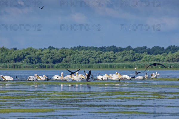 Pelicans and cormorants fishing together on Lacul Isaccel in the UNESCO Danube Delta Biosphere
