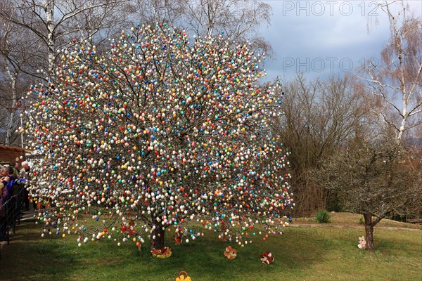 Many colourful Easter eggs on a tree, Easter custom, The Saalfeld Easter egg tree, an apple tree of