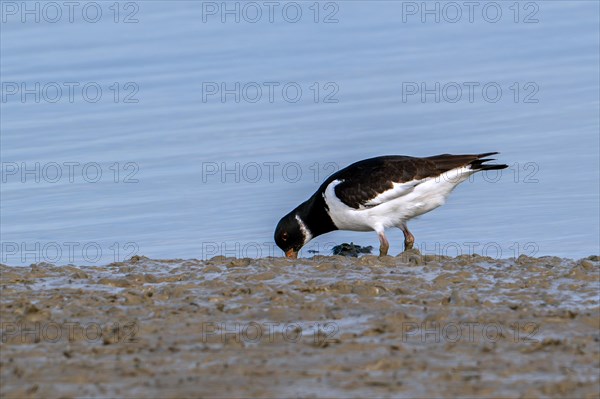 Common pied oystercatcher, Eurasian oystercatcher (Haematopus ostralegus) foraging on mudflat along