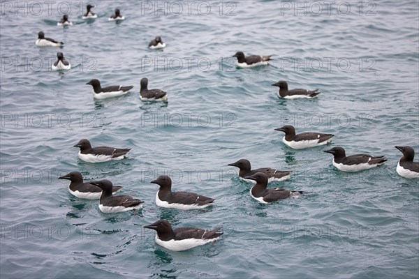 Flock of thick-billed murres, Bruennich's guillemots (Uria lomvia) swimming in the Arctic sea in