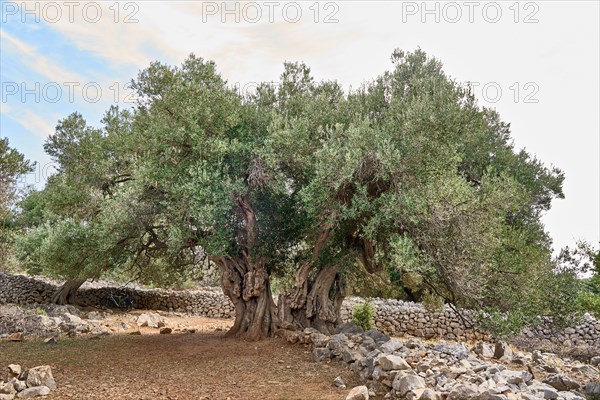 The oldest olive tree in the Lun olive grove, estimated to be between 1, 600 and 2, 000 years old,