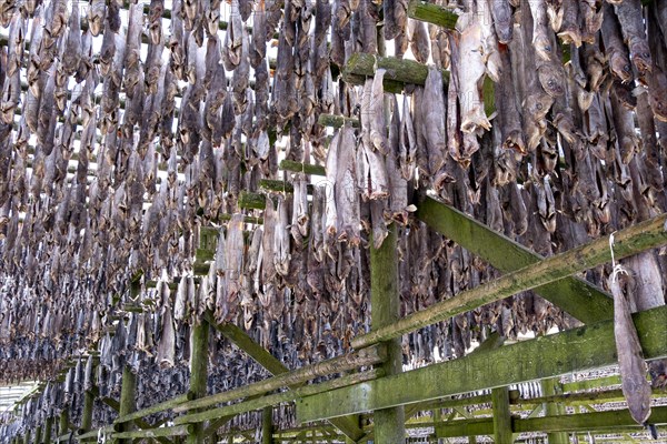 Lofoten, Norway. Solvaer, Nordland province. Stockfish, air-drying on open-air racks, Svolvaer,