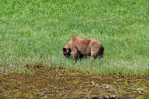 Elongated fjord with wooded shores and meadows, grizzly eating grass, Khutzeymateen Grizzly Bear,