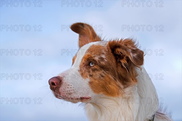 Australian Shepherd, Aussie, breed of herding dog from the United States, close-up portrait