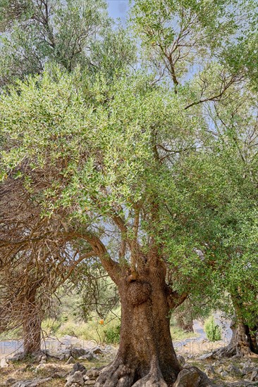Old, gnarled olive tree in the olive grove of Lun, Vrtovi Lunjskih Maslina, wild olive (Olea